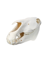 Echte Zebra-Schädel aus Südafrika – professionell präpariert und detailreich. Jetzt hochwertige Steppenzebra-Schädel bei SwissSkulls kaufen, dem Online-Shop für authentische Tierschädel.