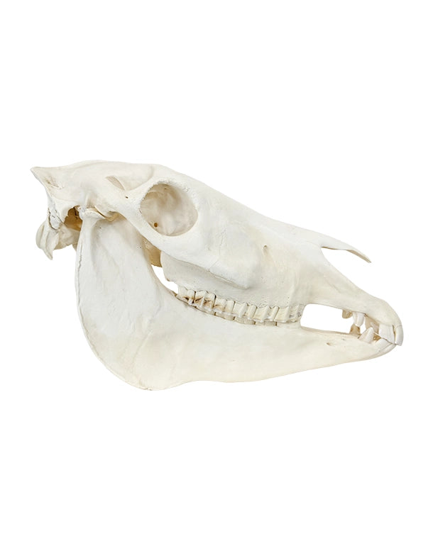 Echte Zebra-Schädel aus Südafrika – professionell präpariert und detailreich. Jetzt hochwertige Steppenzebra-Schädel bei SwissSkulls kaufen, dem Online-Shop für authentische Tierschädel.