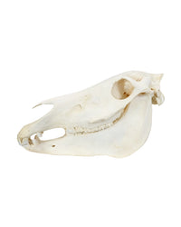 Echte Zebra-Schädel aus Südafrika – professionell präpariert und detailreich. Jetzt hochwertige Steppenzebra-Schädel bei SwissSkulls kaufen, dem Online-Shop für authentische Tierschädel.