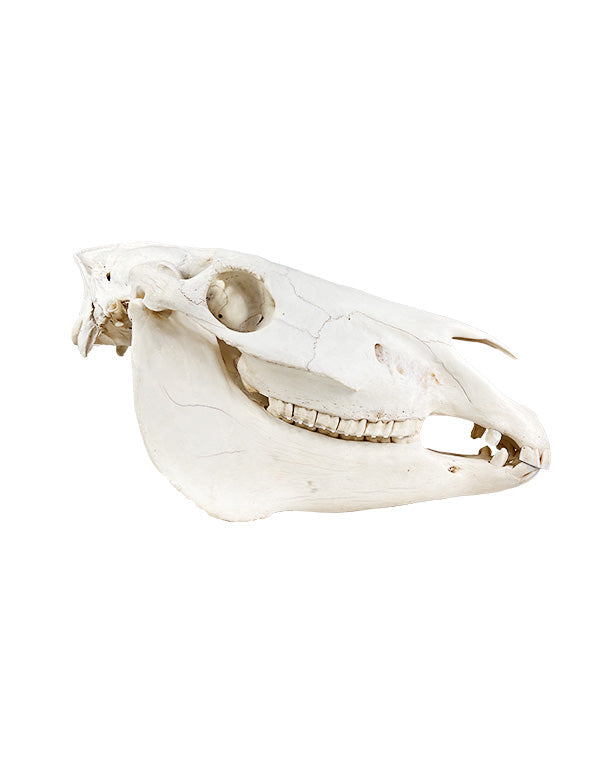 Real Zebra Skull