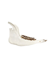 Zusatzleistung Unterkiefer