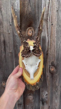 Instagram Video SWISskulls Trophäen Service Rehbock auf Akazien Trophäenschild mit Kieferfach. #trophaenservice #akazien