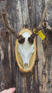 Montierter Rehbock auf einem handlichen Akazien-Trophäenschild, 22 × 12 cm, von SWISSkulls Schweiz